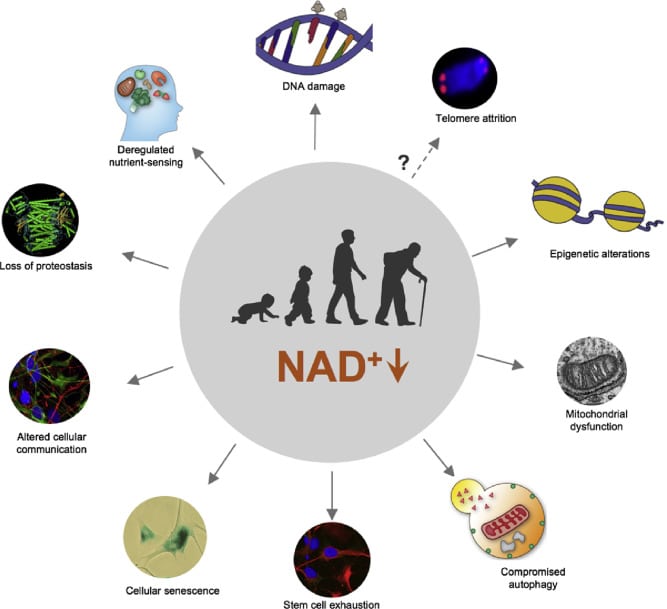A comprehensive diagram illustrating the progressive development and advantages of NAD+ supplementation.