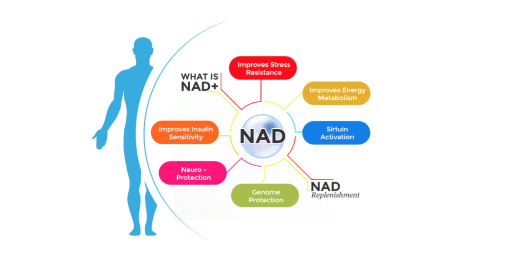 NAD+ - The Fountain of Youth and everything you need to know