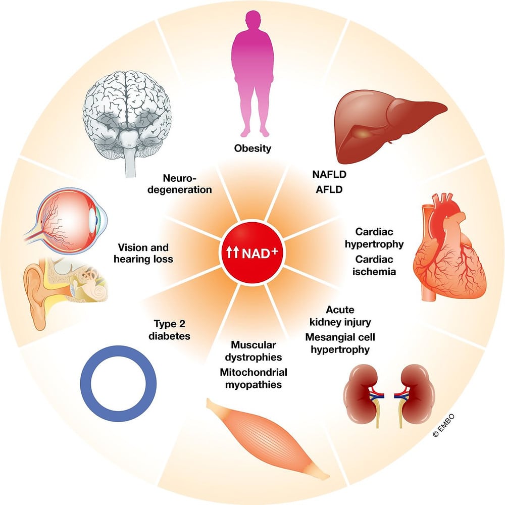 A diagram illustrating the benefits of NAD+ in the human body.