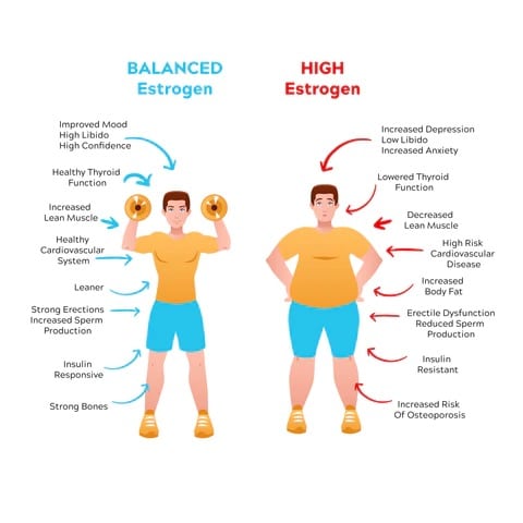 Balanced and high erythritol vector illustration illustrating the importance of estrogen metabolism using E-Blok.