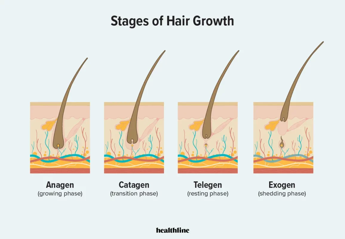 The progression of hair growth and the most effective treatment for hair loss.
