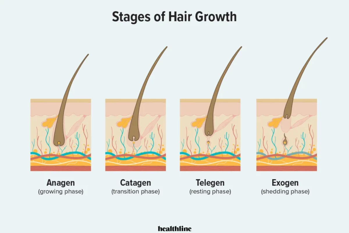 The progression of hair growth and the most effective treatment for hair loss.