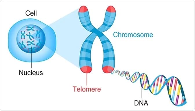 Chromosomes and telomeres play a crucial role in cellular aging, and emerging research suggests that Epithalon may have potential therapeutic effects on these vital structures.