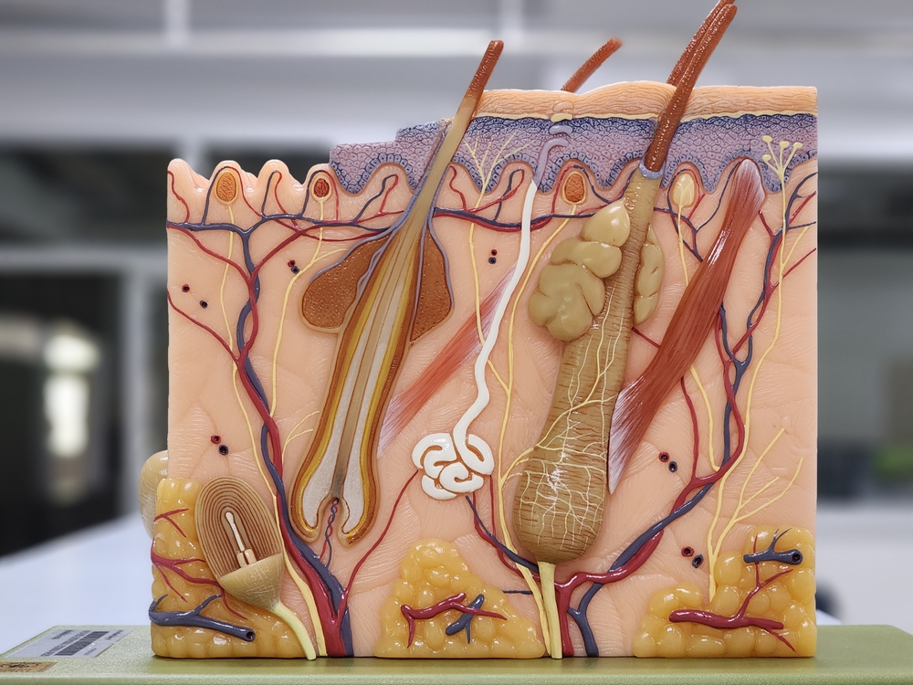 human skin anatomy model for medical science